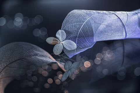 Fantasasa De Invierno... Black Ornate Wood Framed Art Print with Double Matting by Kopcev, Igor