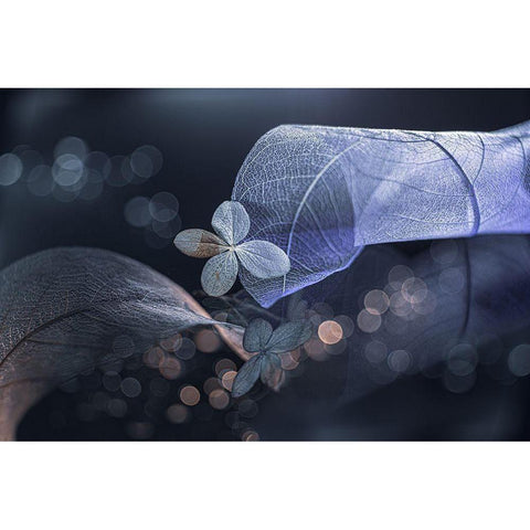 Fantasasa De Invierno... Black Modern Wood Framed Art Print by Kopcev, Igor