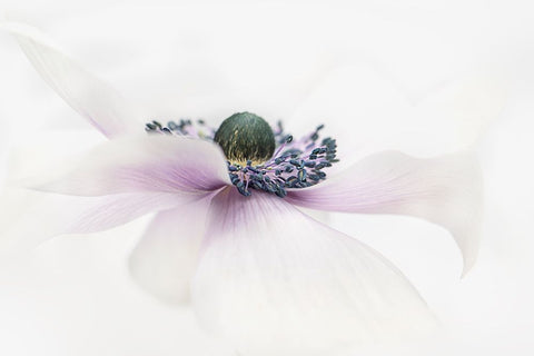 Simplicity Black Ornate Wood Framed Art Print with Double Matting by Parker, Jacky