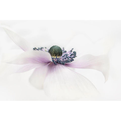 Simplicity White Modern Wood Framed Art Print by Parker, Jacky