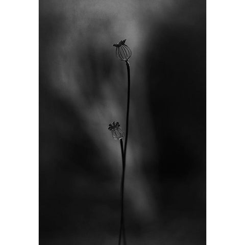 Old Poppies White Modern Wood Framed Art Print by Gronkjar, Lotte