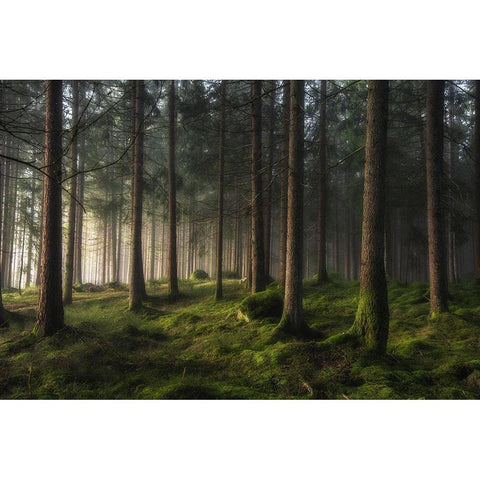 A Sense Of Spring White Modern Wood Framed Art Print by Pettersson, Benny