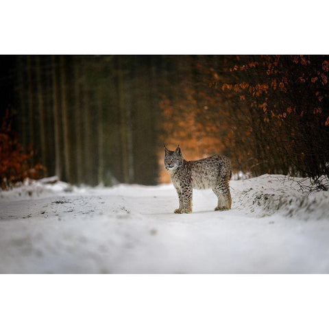 Bobcat In Winter Forest Gold Ornate Wood Framed Art Print with Double Matting by Firesova, Michaela