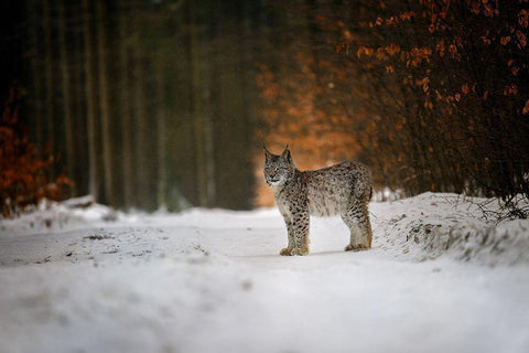 Bobcat In Winter Forest Black Ornate Wood Framed Art Print with Double Matting by Firesova, Michaela