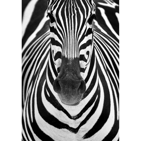 Zebra Gold Ornate Wood Framed Art Print with Double Matting by Luis Duran, Juan