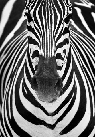 Zebra White Modern Wood Framed Art Print with Double Matting by Luis Duran, Juan