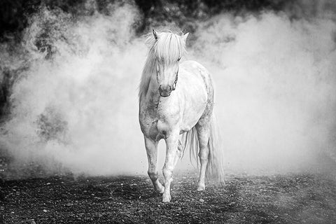 Icelandic Pony White Modern Wood Framed Art Print with Double Matting by C. Sink, Jeffrey