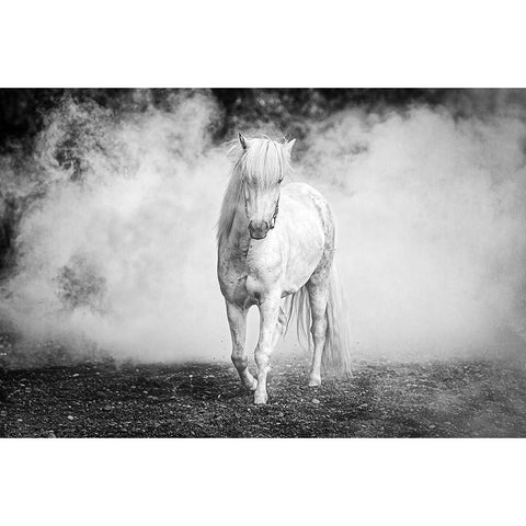 Icelandic Pony White Modern Wood Framed Art Print by C. Sink, Jeffrey