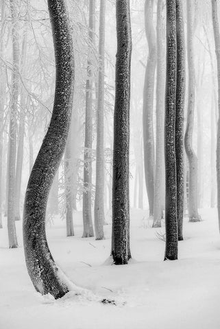 Shapes White Modern Wood Framed Art Print with Double Matting by Pavlasek, Tom