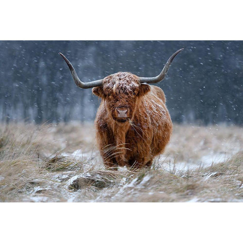 Snowy Highland Cow Gold Ornate Wood Framed Art Print with Double Matting by Guijt, Richard