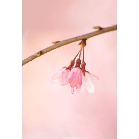 The Icon Of Spring White Modern Wood Framed Art Print by Passion, F4