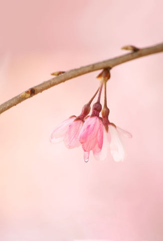 The Icon Of Spring White Modern Wood Framed Art Print with Double Matting by Passion, F4