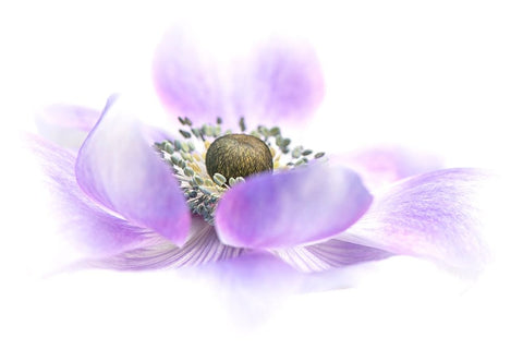 Voile Black Ornate Wood Framed Art Print with Double Matting by Parker, Jacky