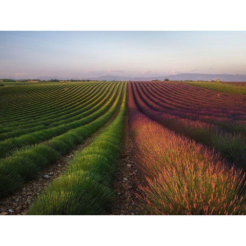 Field Of Lavender Gold Ornate Wood Framed Art Print with Double Matting by Anton, Rostovskiy