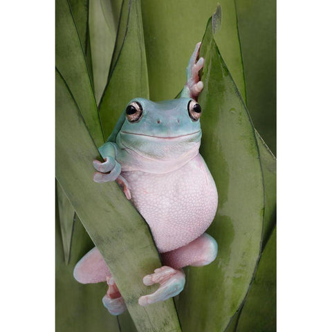 A Whites Tree Frogs Pose White Modern Wood Framed Art Print by D Lester, Linda