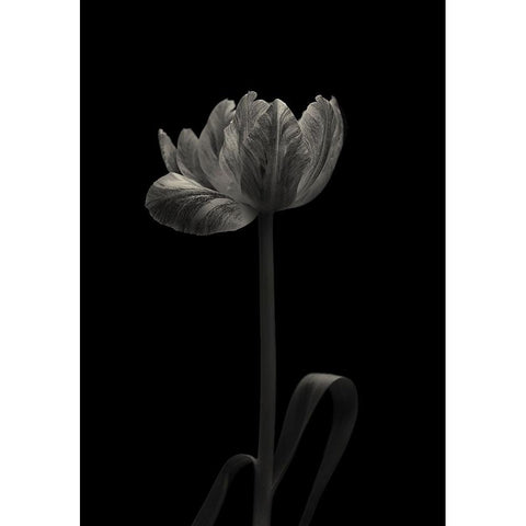 Tulip Mania White Modern Wood Framed Art Print by Gronkjar, Lotte