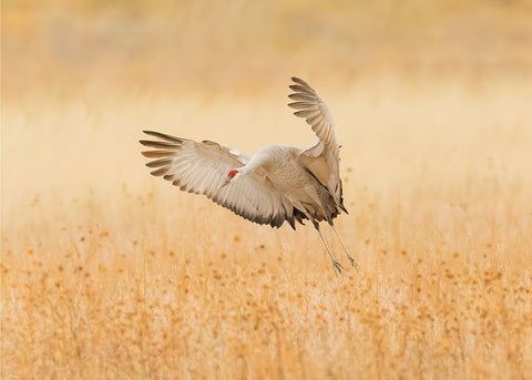 Untitled Black Ornate Wood Framed Art Print with Double Matting by Wang, Qingsong