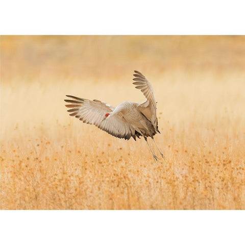 Untitled Black Modern Wood Framed Art Print with Double Matting by Wang, Qingsong