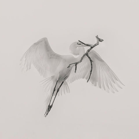 A Good One White Modern Wood Framed Art Print by Zhao, Qing