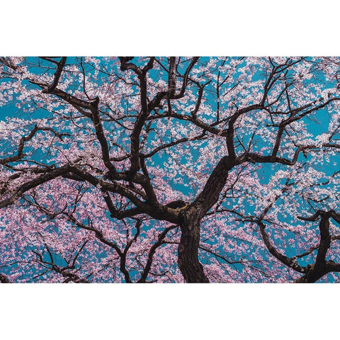 Sakura White Modern Wood Framed Art Print by ShikiRyu