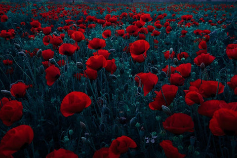 Symphony Of Flowers White Modern Wood Framed Art Print with Double Matting by Kazamil, Farid