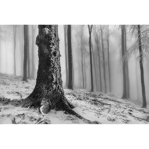 Forest White Modern Wood Framed Art Print by Pavlasek, Tom