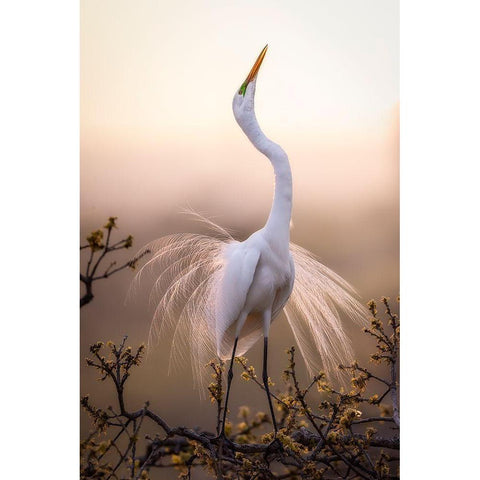 Solo Dance White Modern Wood Framed Art Print by Zheng, Michael