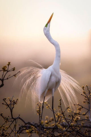 Solo Dance Black Ornate Wood Framed Art Print with Double Matting by Zheng, Michael