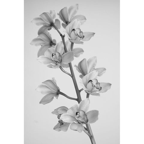 Wild Orchid White Modern Wood Framed Art Print by Mandich, Igor
