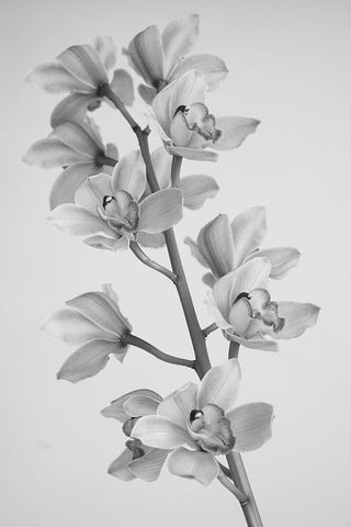 Wild Orchid White Modern Wood Framed Art Print with Double Matting by Mandich, Igor