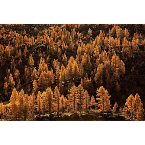 Larches In Autumn White Modern Wood Framed Art Print by Manzoni, Michel