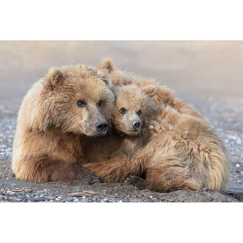 Momma Bear And Cub Aware Gold Ornate Wood Framed Art Print with Double Matting by D Lester, Linda