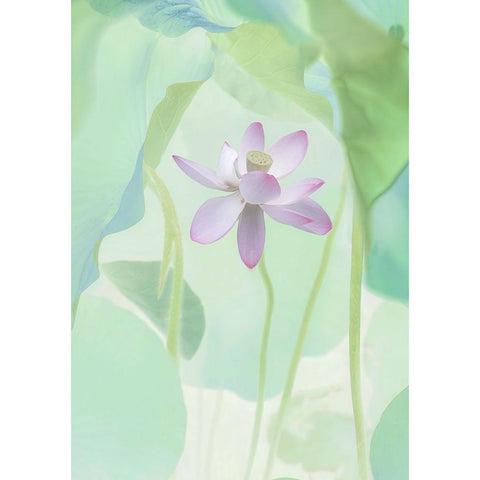 Lotus Flower Gold Ornate Wood Framed Art Print with Double Matting by L., Binbin