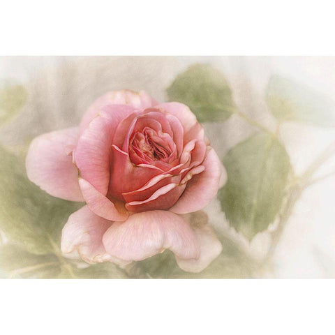 Smooth Rose White Modern Wood Framed Art Print by Claes, Gilbert