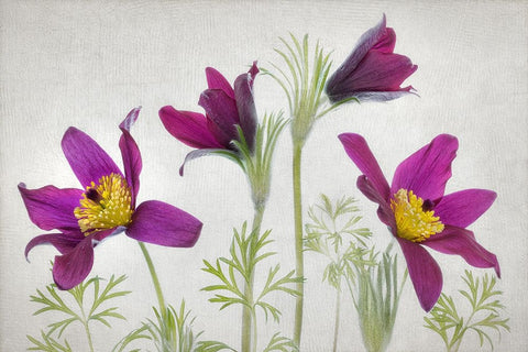 Pulsatilla White Modern Wood Framed Art Print with Double Matting by Disher, Mandy