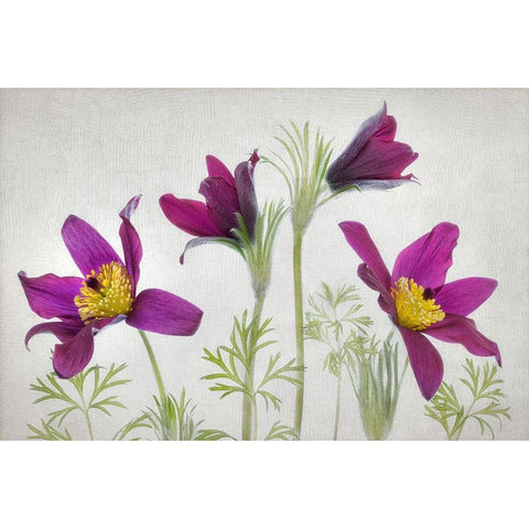 Pulsatilla Gold Ornate Wood Framed Art Print with Double Matting by Disher, Mandy