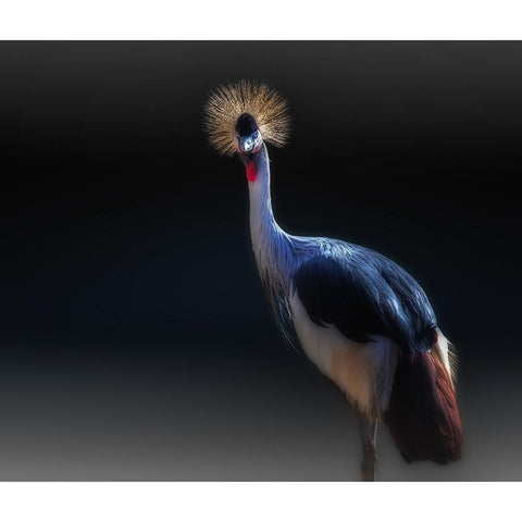 crane Black Modern Wood Framed Art Print with Double Matting by Kamera