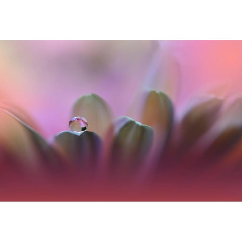 Untitled Black Modern Wood Framed Art Print by Nan, Juliana