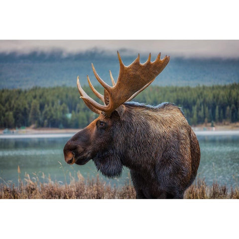 Moose Black Modern Wood Framed Art Print with Double Matting by Romero Salamanca, Juan
