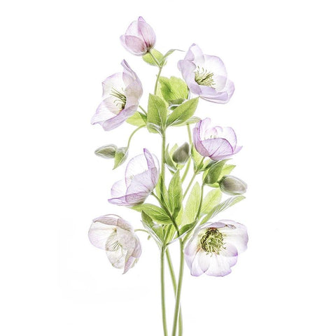 Hellebore White Modern Wood Framed Art Print by Disher, Mandy