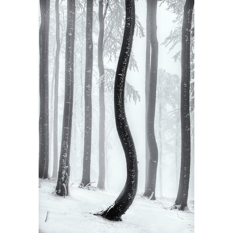 Dancing Tree Black Modern Wood Framed Art Print with Double Matting by Pavlasek, Tom