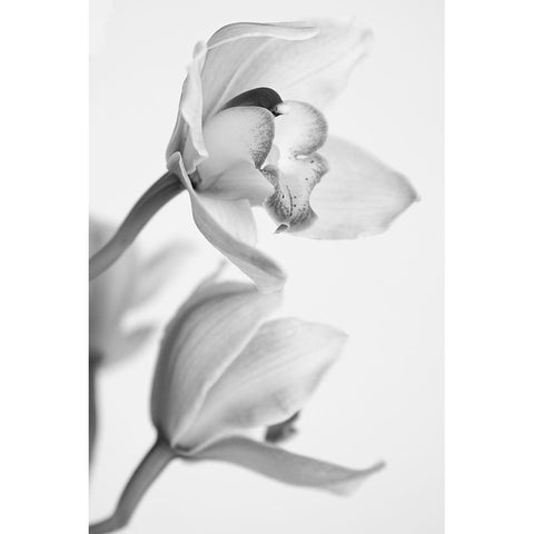 Orchid Black Modern Wood Framed Art Print with Double Matting by Mandich, Igor