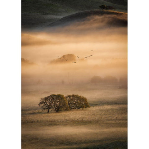 Morning Fog Black Modern Wood Framed Art Print by Zheng, Michael