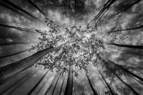 Forest Views Black Ornate Wood Framed Art Print with Double Matting by Pavlasek, Tom