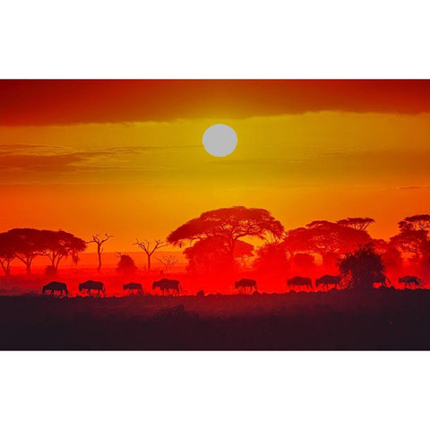 Amboseli Sunrise White Modern Wood Framed Art Print by C. Sink, Jeffrey