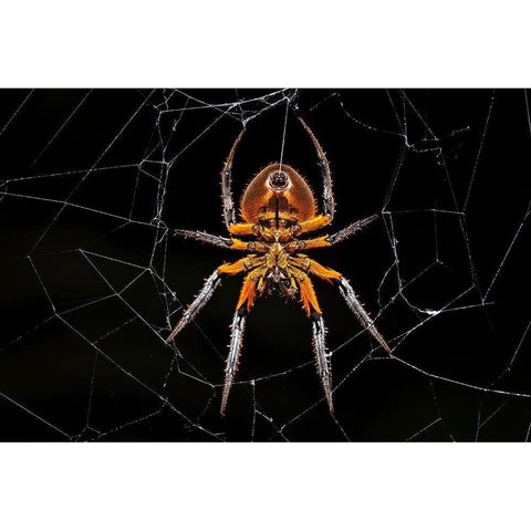 Tropical Orb Weaver White Modern Wood Framed Art Print by Zygmunt, Milan