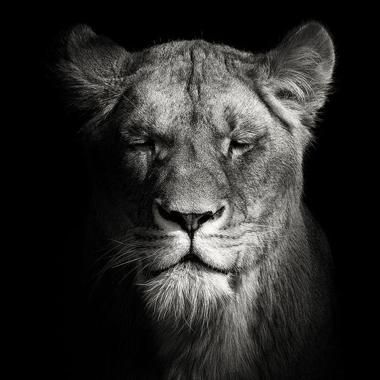 Image Only