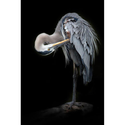 The Great Blue Heron Gold Ornate Wood Framed Art Print with Double Matting by D Lester, Linda
