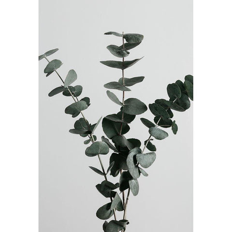 Eucalyptus Natural 01 Black Modern Wood Framed Art Print by 1x Studio III