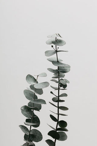 Eucalyptus Natural 03 White Modern Wood Framed Art Print with Double Matting by 1x Studio III